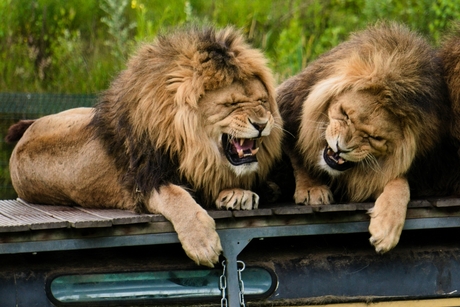 Leeuwen Koning