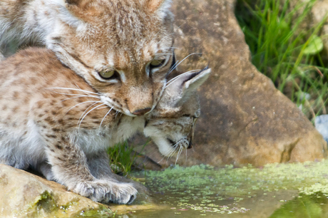 Lynx met jong