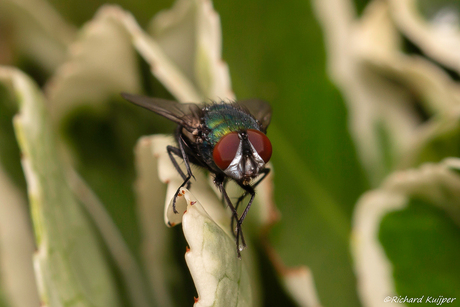 Groene vleesvlieg (Lucilia sericata; syn. Phaenicia sericata)