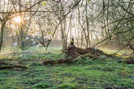 Lente in het bos