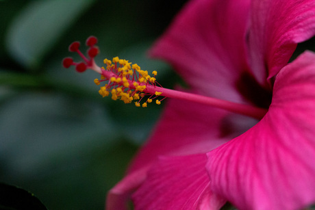 roze bloem