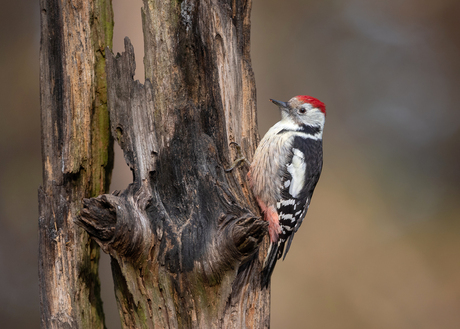 Middelste Bonte Specht