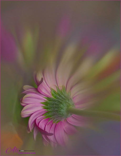 een gerbera...........................