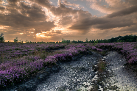 Heide in bloei