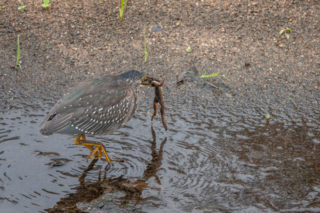 Mangrove reiger