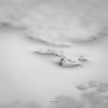 Springstaartje frontaal