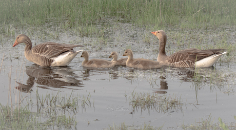 op pad met de familie.