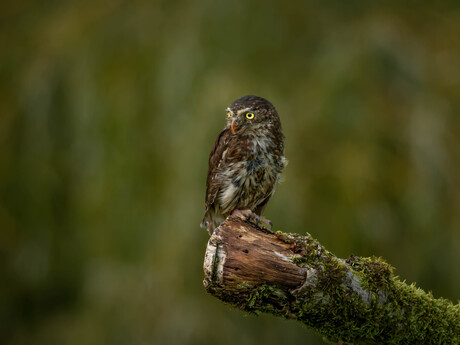 Kleinste uiltje 