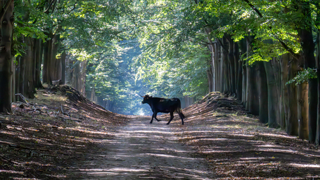 Overstekend rund
