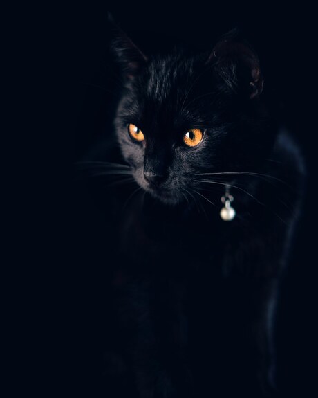 Ozzy the prince of darkness 