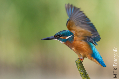 IJsvogel