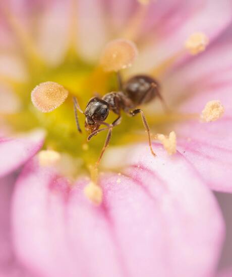 Insect op roze bloem