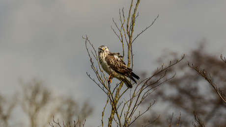 Buizerd