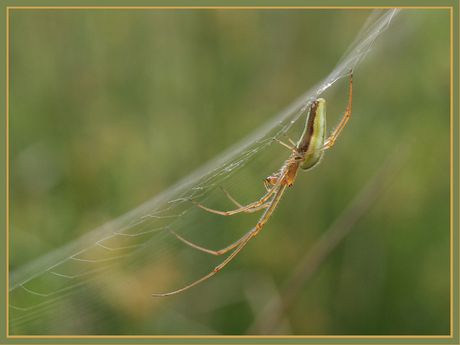 Hangwebspin