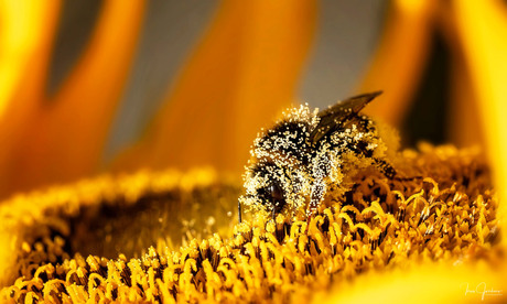 De pollen leverancier (Aardhommel op een zonnebloem)