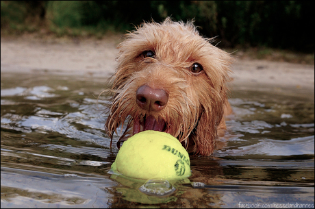 Olav really loves to swim!