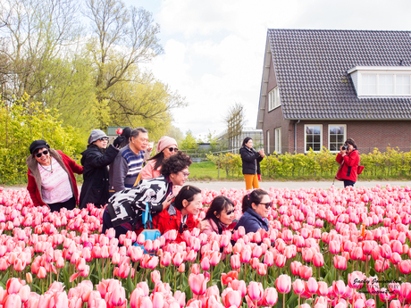 Tourists and tulips