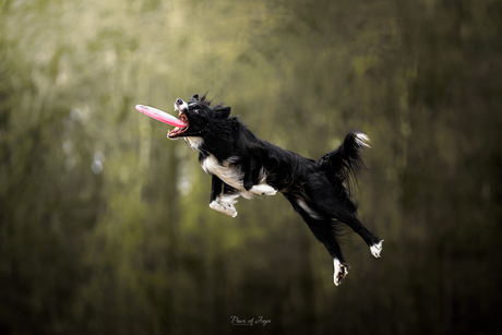 Disc dog