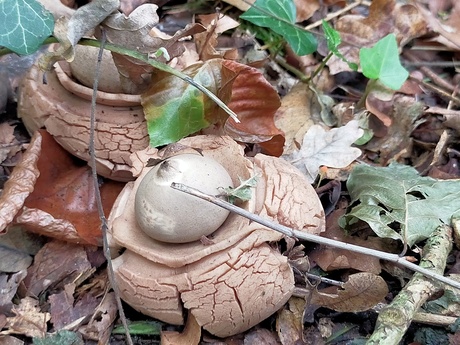 Gekraagde aardster..