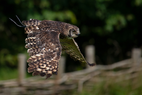 Flying Owl