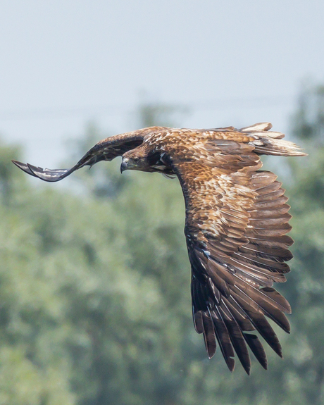 Zeearend in de vlucht