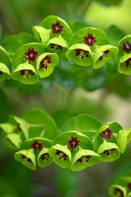 Euphorbia martinii 