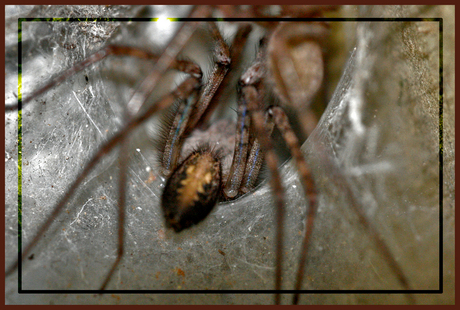 spider 11.jpg