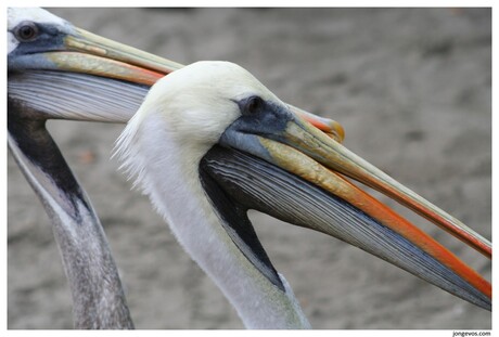 Pelikanen in Peru