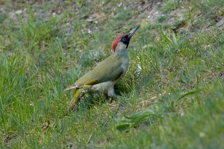 Groene Specht