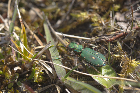 Groene zandloopkever