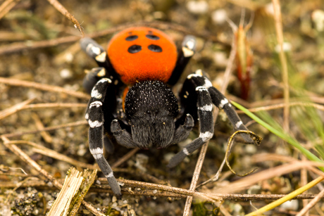 Lentevuurspin