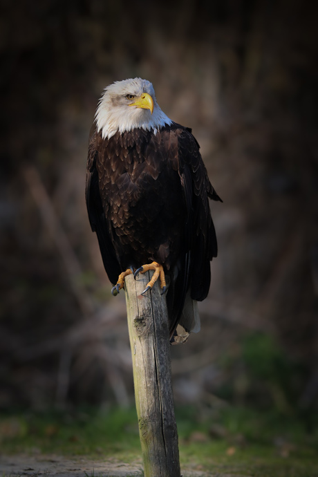 Amerikaanse zeearend