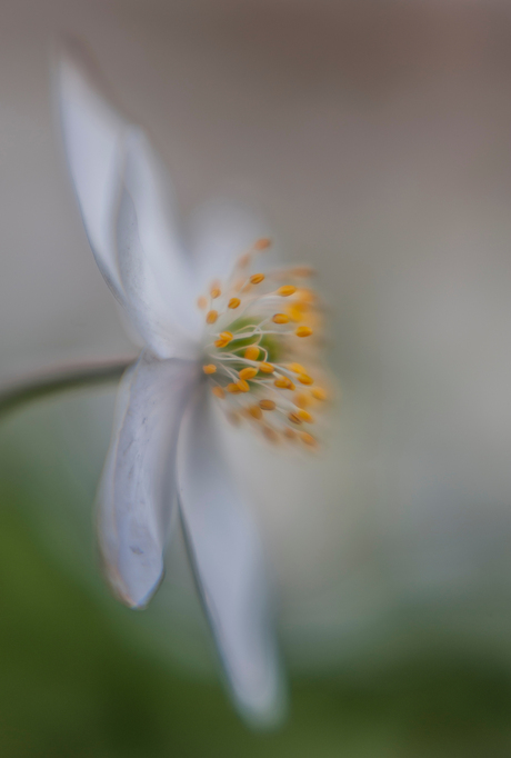 Another lensbaby Anemone...