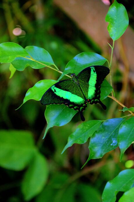 Butterfly Farm 4