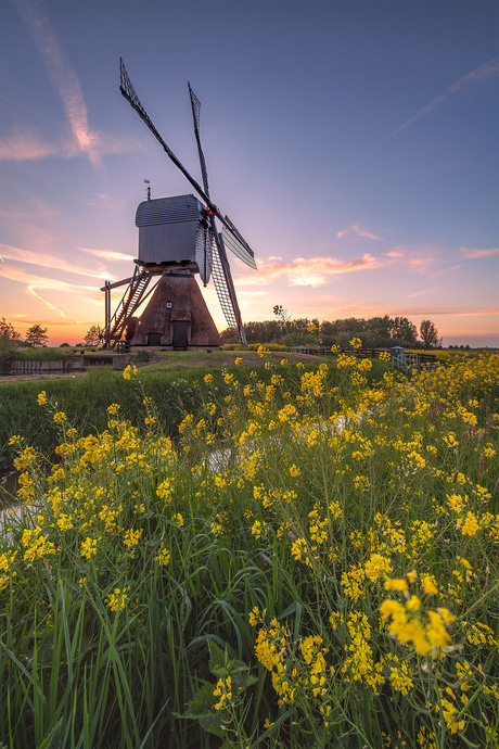 Windmill and wildflowers