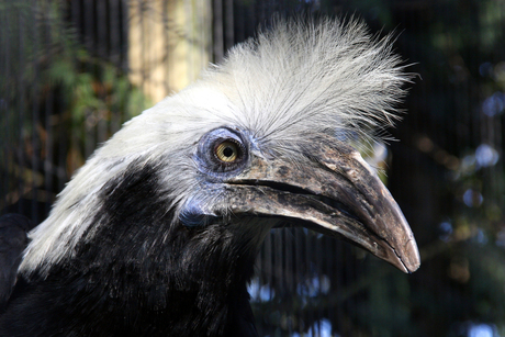 Witkuif Neushoornvogel