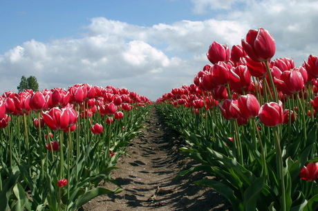 Plat tussen de tulpen