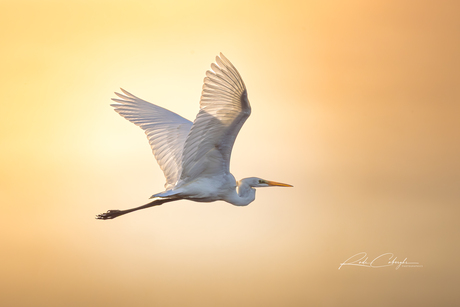 Zilverreiger in the sky