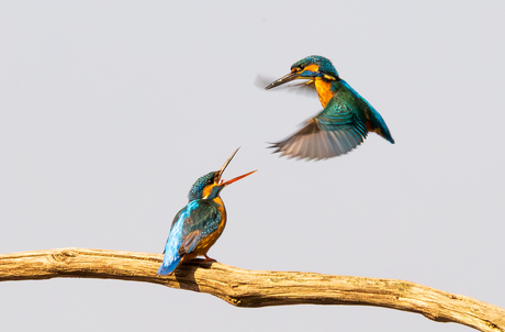 Er hangt liefde in de lucht