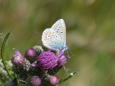 Icarus blauwtje op kale jonker