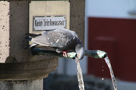 Als je dorst hebt