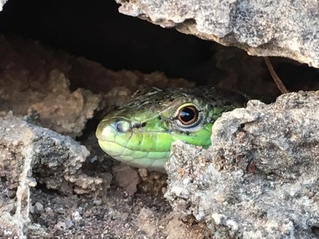 Salamandertje van dichtbij