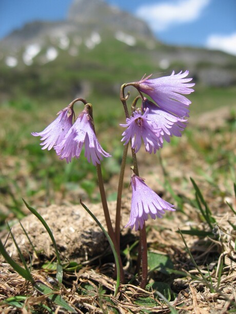 Alpenbloei