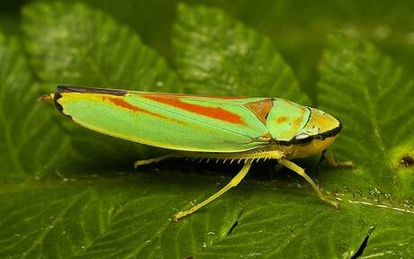 rodondendron-cicade