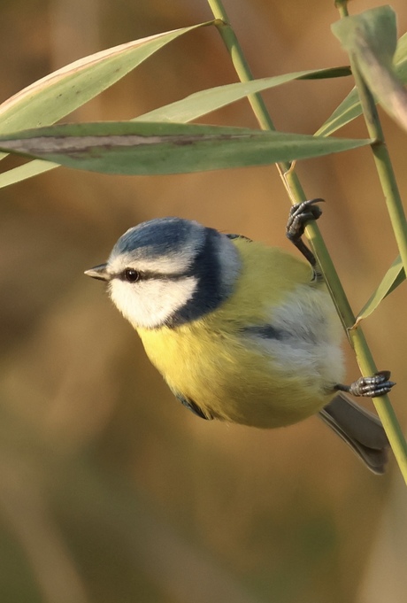 Pimpelmeesje 