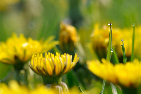 Parels tussen paardenbloemen