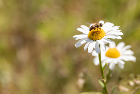 Bloemetjes en de bijtjes