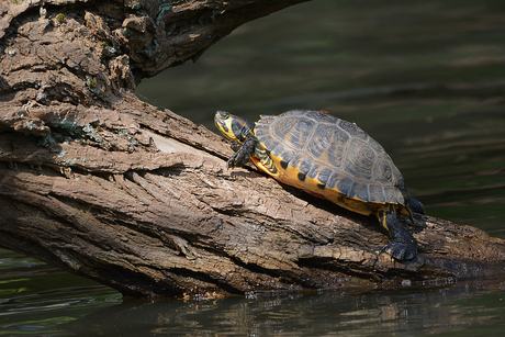 Geelwangschildpad