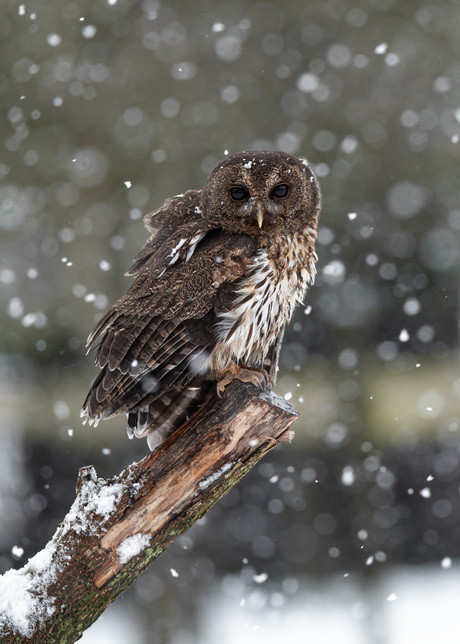 Bonte bosuil in de sneeuw