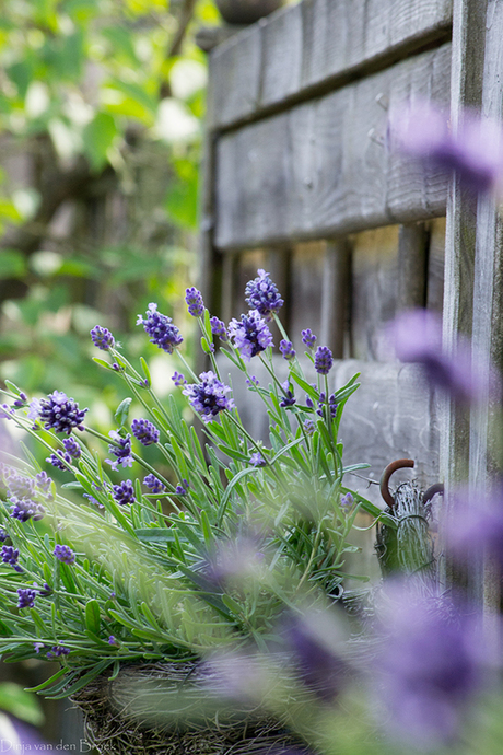 Lavendel in 'n mandje